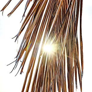 Sun peaking through palm tree leaf