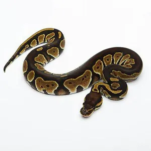 Black Head Double Het Albino Ghost Ball Python Print Black Head Double Het Albino Ghost Ball Python Print