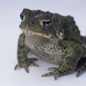 American Toad Print American Toad Print