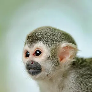 Common Squirrel Monkey Print, Captive Portrait