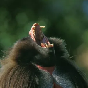 Gelada Baboon Print Gelada Baboon Print