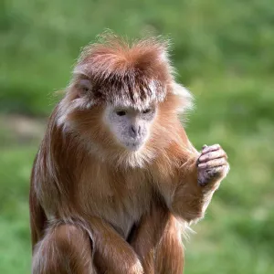 Javan Lutung Print Javan Lutung Print