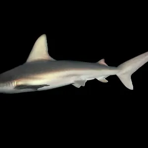 S Collection: Sandbar Shark