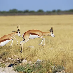 Due springbok saltano, Antidorcas marsupialis Due springbok saltano, Antidorcas marsupialis