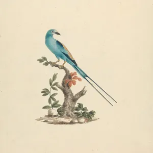 Pigeons Collection: Bruces Green Pigeon