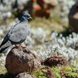 Pigeons Collection: White Collared Pigeon