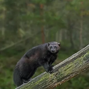 Wolverine Print - Climbing Over Fallen Tree Trunk Wolverine Print - Climbing Over Fallen Tree Trunk