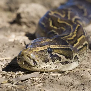 African Rock Python Print on Ground, Djoudj National Park African Rock Python Print on Ground, Djoudj National Park