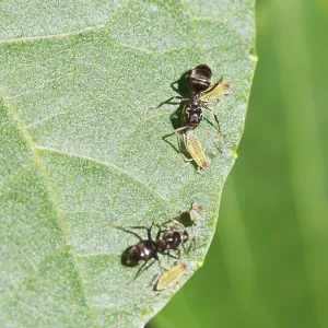 Two Ants Caring for Aphids on Walnut Tree Print Two Ants Caring for Aphids on Walnut Tree Print