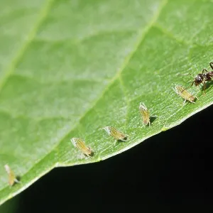 Walnut Tree Leaf Print: Ants Grazing Aphids Walnut Tree Leaf Print: Ants Grazing Aphids