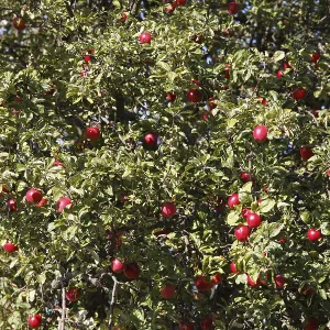 Arbol de manzana, Alemania.