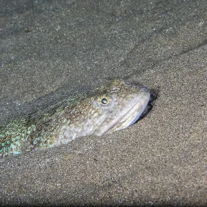 Atlantic Lizardfish Print, Lanzarote, Canary Islands