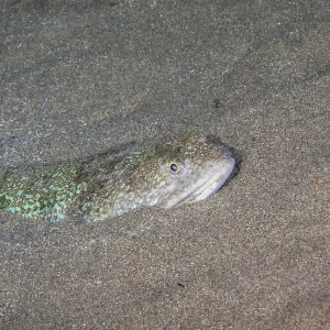 Atlantic Lizardfish Print, Canary Islands