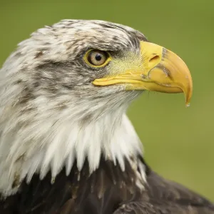 Bald Eagle Print - Majestic Bird of Prey Bald Eagle Print - Majestic Bird of Prey