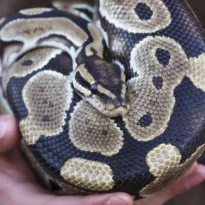 Ball Python Print: Resting on Zookeeper's Hands Ball Python Print: Resting on Zookeeper's Hands