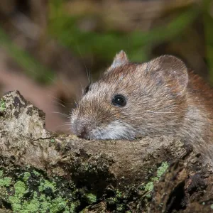 Topillo de banco, Clethrionomys glareolus. Topillo de banco, Clethrionomys glareolus.