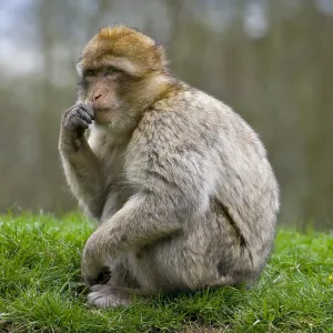 Barbary Macaque Print, Monkey Forest, Trentham, England
