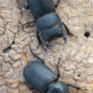 Barkschroter, Dorcus parallelipipedus. Barkschroter, Dorcus parallelipipedus.