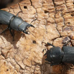 Barkschroter, Dorcus parallelipipedus Barkschroter, Dorcus parallelipipedus