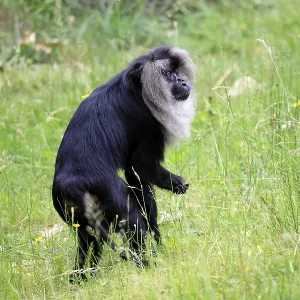 Bearded Macaque Print - Upright Foraging in Indian Meadow Bearded Macaque Print - Upright Foraging in Indian Meadow