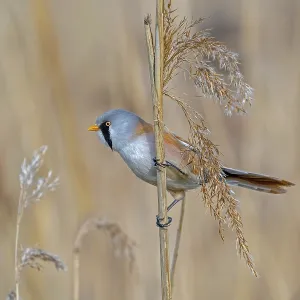 Bearded Reedling Print: Adult Male Foraging in Spring Bearded Reedling Print: Adult Male Foraging in Spring