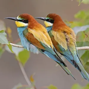 Merlo (Merops apiaster) in posizione seduta su un ramo. Merlo (Merops apiaster) in posizione seduta su un ramo.