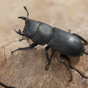 Mariposa mariposa, dorcus parallelipipedus. Mariposa mariposa, dorcus parallelipipedus.
