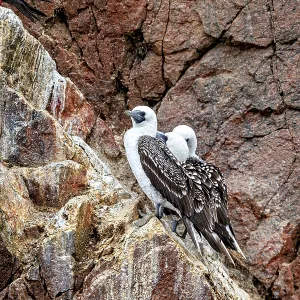 Two Birds on a Colourful Cliff Face Print