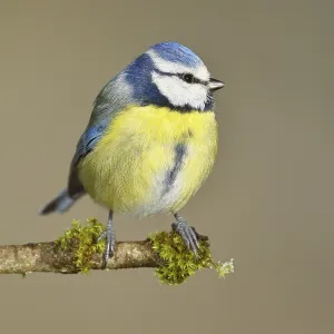 Blue Tit Perched on Mossy Branch Print Blue Tit Perched on Mossy Branch Print
