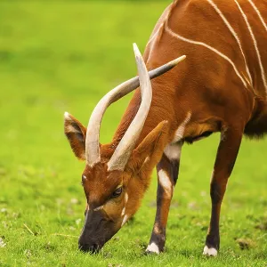 Bongo Print: Portrait of a Captive Bongo in Spring Bongo Print: Portrait of a Captive Bongo in Spring