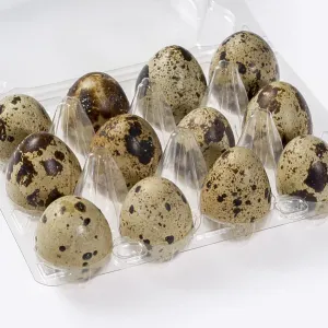 Einige braune gefleckte Wachtel-Eier in einem durchsichtigen Plastikbox. Einige braune gefleckte Wachtel-Eier in einem durchsichtigen Plastikbox.