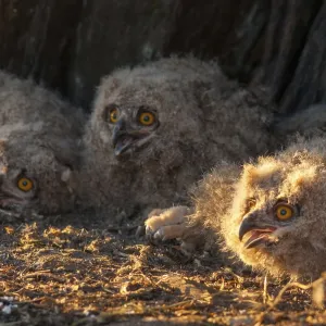 Eagle Owl Bubo bubo Print in Extremadura Spain