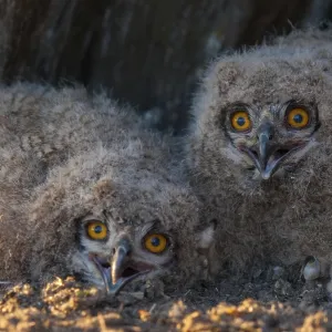 Eagle Owl Bubo bubo Print in Extremadura Spain