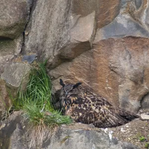 Bubo Bubo Eagle Owl Print Germany Greiz Thuringia