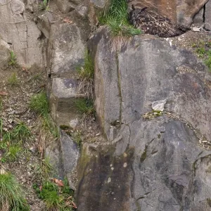 Bubo Bubo Eagle Owl Print, Germany