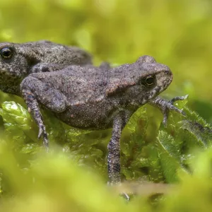 Toads Related