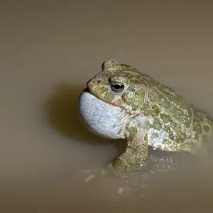 Green Toad Courtship Display Print