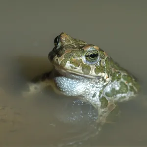 Green Toad Print, Amphibian Species Bufo viridis