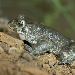 Green Toad Print - Bufotes viridis