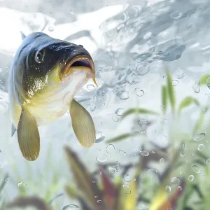 Carp Print from imageBROKER