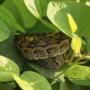 Central African Rock Python Print - Young Animal in Uganda Central African Rock Python Print - Young Animal in Uganda