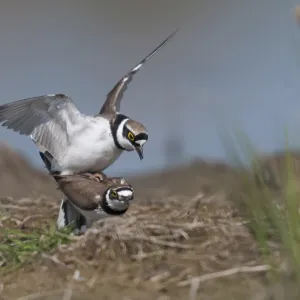 Charadrius dubius Print - Common Plover Couple Mating