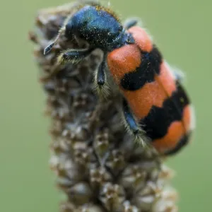 Checkered Bee Beetle Print, Tyrol, Austria Checkered Bee Beetle Print, Tyrol, Austria