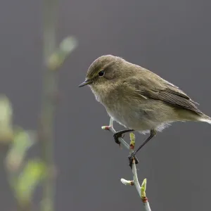 Chiffchaff Print, Phylloscopus collybita Bird Image Chiffchaff Print, Phylloscopus collybita Bird Image