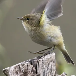 Chiffchaff Print, Phylloscopus collybita in Portrait Format Chiffchaff Print, Phylloscopus collybita in Portrait Format