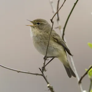 Chiffchaff, Phylloscopus collybita. Chiffchaff, Phylloscopus collybita.