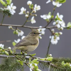 Chiffchaff, Phylloscopus collybita. Chiffchaff, Phylloscopus collybita.