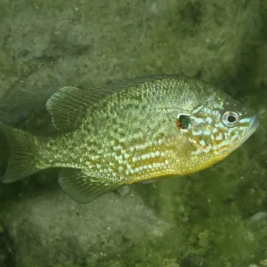 Colourful Pumpkinseed Sunfish Print Colourful Pumpkinseed Sunfish Print