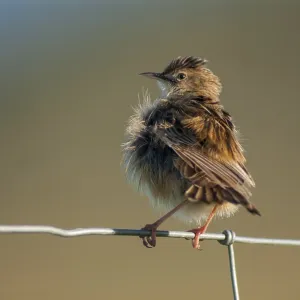 Cisticola Juncidis Print - Extremadura, Spain