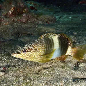 Colourfully Patterned Scribe Wrasse Print, Atlantic Ocean